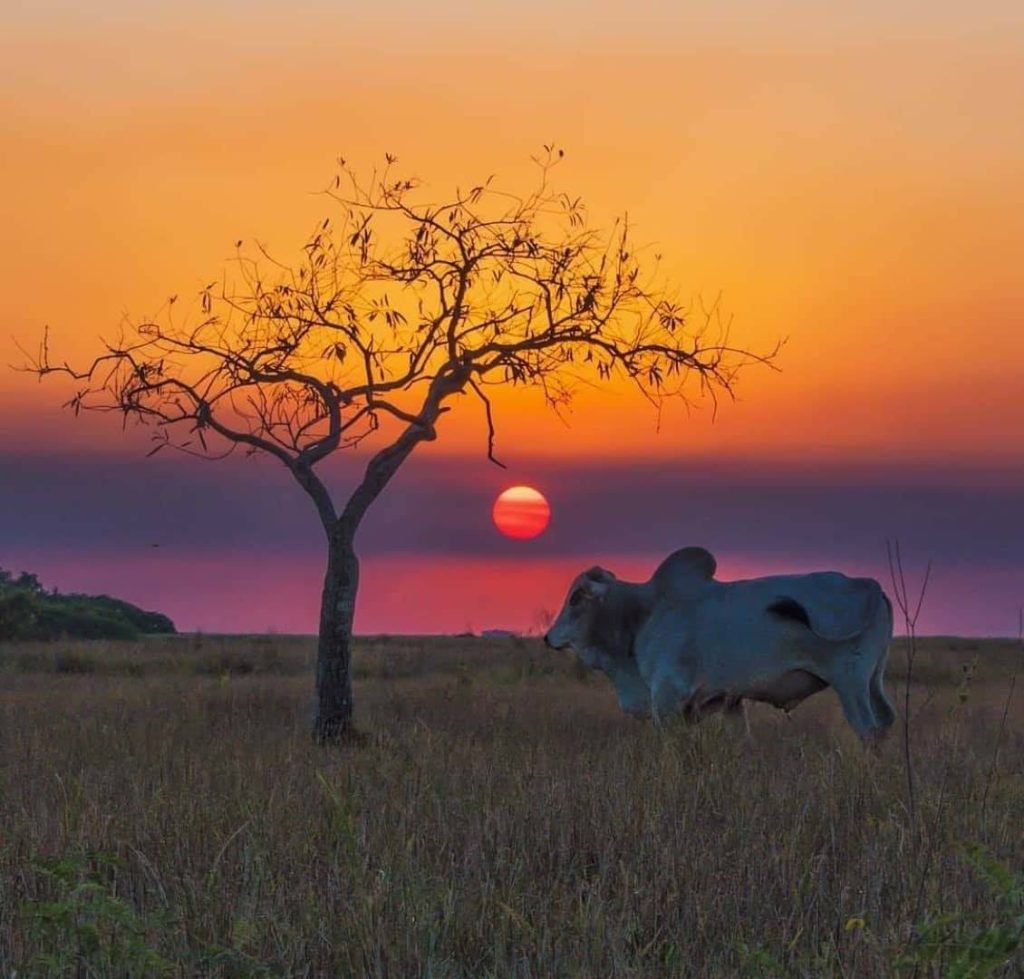 Atardecer en el campo paraguayo